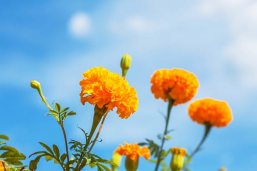 beautiful of marigold with the blue sky.