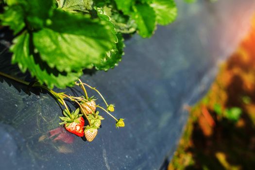 Strawberry on the plants to sunlight in the morning.