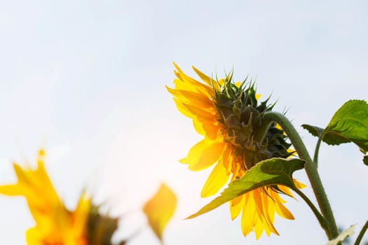 Sunflower with sunlight in the daytime.