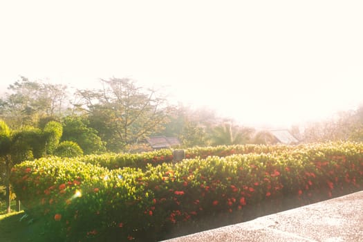 Sunny garden in the morning at the resort.