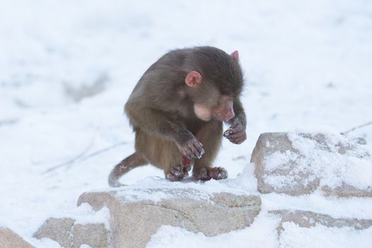 Macaque monkey searching food in it's natural habitat