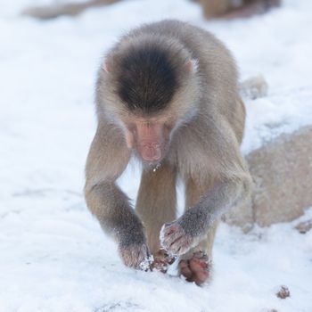 Macaque monkey searching food in it's natural habitat