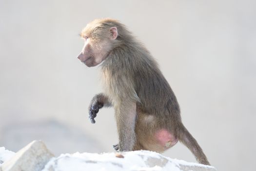 Macaque monkey searching food in it's natural habitat