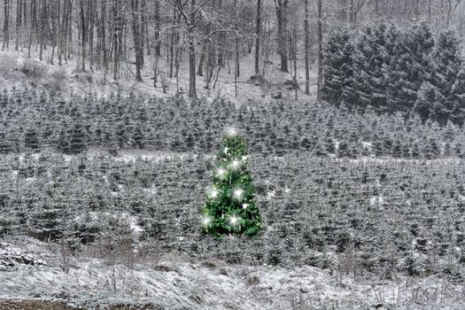 Mystical and picturesque pine forest in beautiful winter.