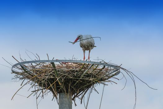 Two storks on the nest at the  nest building