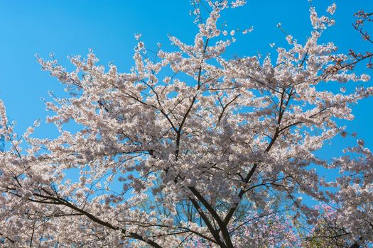 Beautiful fascinating spring scene with blue sky.