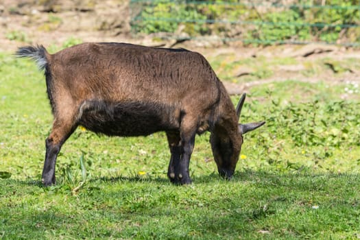 Brown goat on a meadow at pasture.