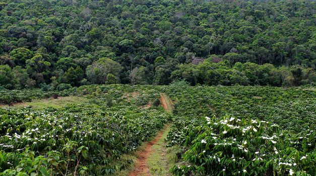 Situation deforest for agricultural development, jungle is reduce, a vast coffee plantation raise make problem for environment, coffee flower bloom at coffee field