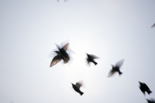 starlings in blurred motion fliying in the grey sky