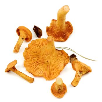 Heap of Fresh Raw Chanterelles with Dry Leafs and Stems closeup on White background