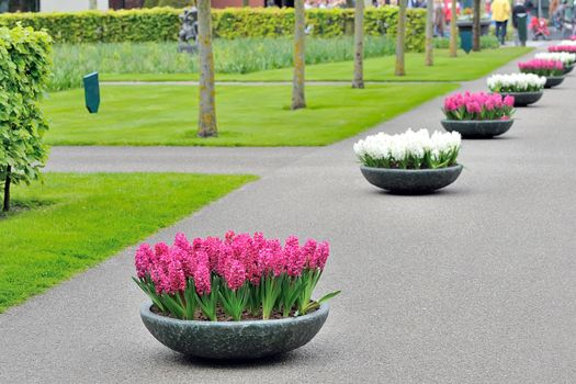 Hyacinth flowers in spring garden