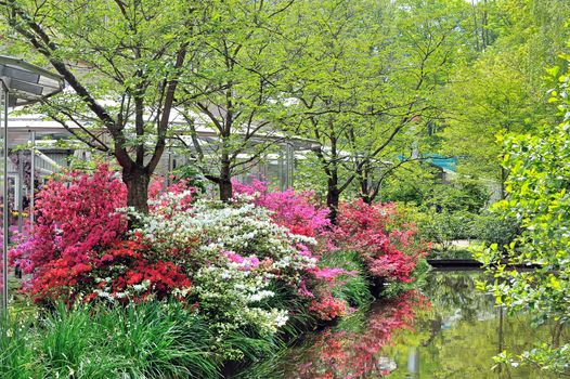 Rhododendron Flowers in spring park