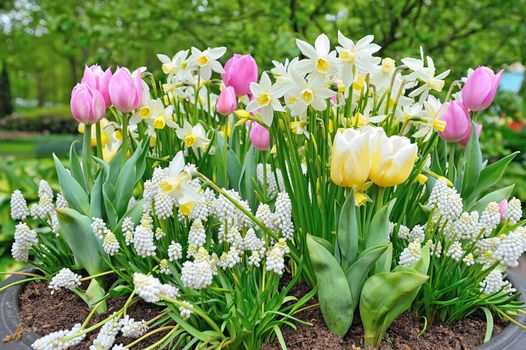 Spring flowers in big vase in park