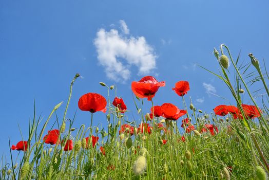 Field of poppies in spring time