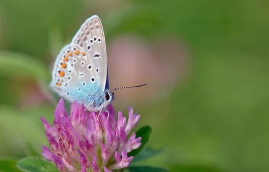 Common Blue (Polyomathus icarus) butterfly