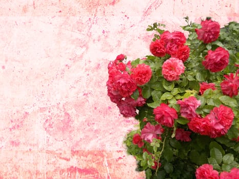 roses. background