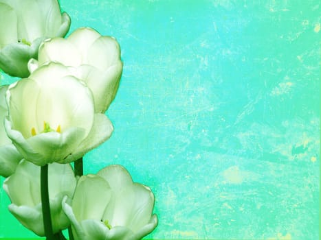 white tulips. background
