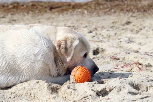 the yellow labrador by the sea portrait