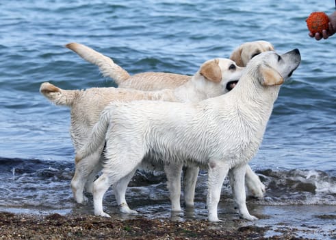 three yellow labradors playing by the sea