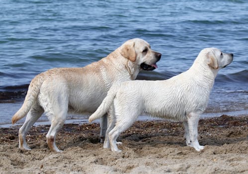 two cute yellow labradors playing by the sea