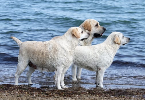 three cute yellow labradors playing by the sea close up