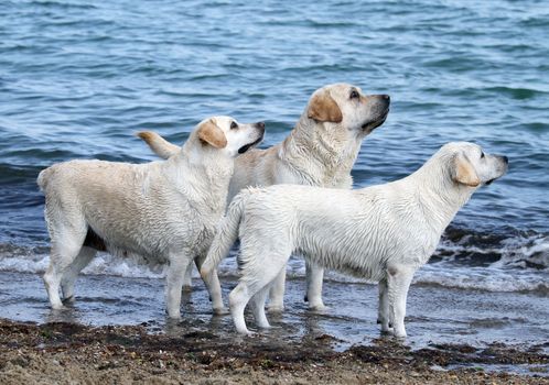 three cute yellow labradors playing by the sea