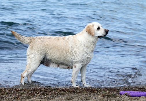 a cute yellow labrador playing by the sea with a toy