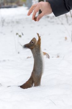 the photograph shows a squirrel on a tree