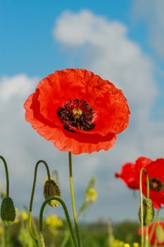 Lonely flower of wild red poppy on blue sky background with focus on flower