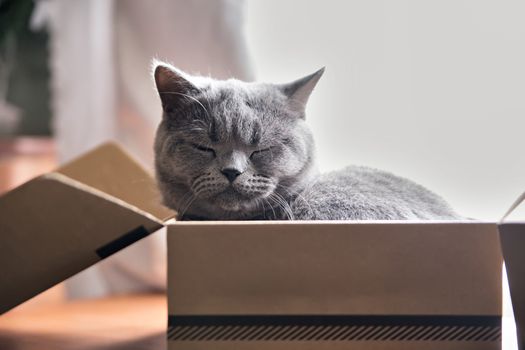 Beautiful grey cat sleeping in a box. British Shorthair kitten sleep at home. Closeup pet.