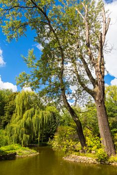 Trees by the lake, sunny day with white clouds