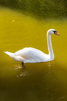 White swan on dirty lake