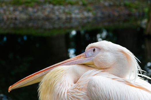 Funny thinking pelican