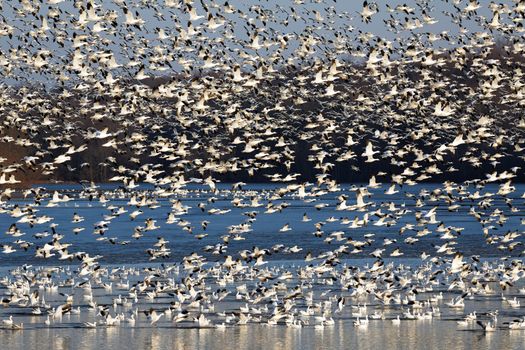 Thousands of migrating Snow Geese ( Chen caerulescens ) fly off the lake during a layover in Lancaster County, Pennsylvania, USA.