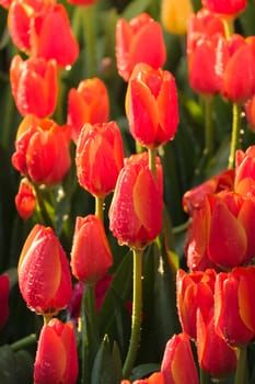 Tulip. Beautiful bouquet of tulips. colorful tulips. tulips in spring,colourful tulip