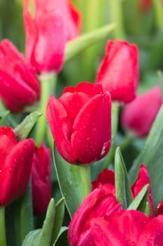 Tulip. Beautiful bouquet of tulips. colorful tulips. tulips in spring,colourful tulip