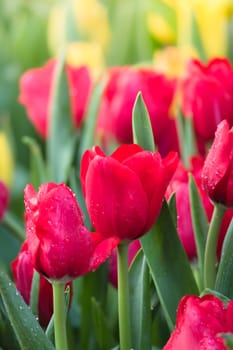 Tulip. Beautiful bouquet of tulips. colorful tulips. tulips in spring,colourful tulip