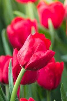 Tulip. Beautiful bouquet of tulips. colorful tulips. tulips in spring,colourful tulip