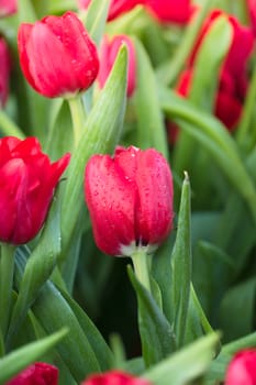 Tulip. Beautiful bouquet of tulips. colorful tulips. tulips in spring,colourful tulip