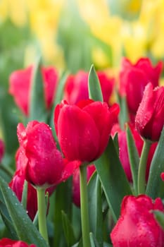 Tulip. Beautiful bouquet of tulips. colorful tulips. tulips in spring,colourful tulip