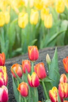 Tulip. Beautiful bouquet of tulips. colorful tulips. tulips in spring,colourful tulip