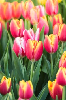 Tulip. Beautiful bouquet of tulips. colorful tulips. tulips in spring,colourful tulip