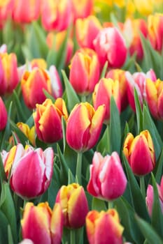 Tulip. Beautiful bouquet of tulips. colorful tulips. tulips in spring,colourful tulip