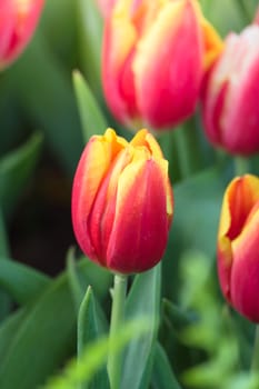 Tulip. Beautiful bouquet of tulips. colorful tulips. tulips in spring,colourful tulip