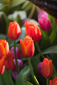 Tulip. Beautiful bouquet of tulips. colorful tulips. tulips in spring,colourful tulip