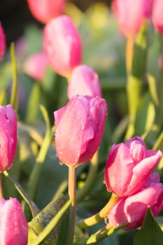 Tulip. Beautiful bouquet of tulips. colorful tulips. tulips in spring,colourful tulip