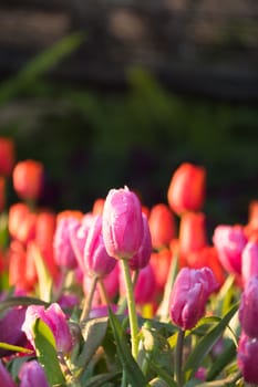 Tulip. Beautiful bouquet of tulips. colorful tulips. tulips in spring,colourful tulip