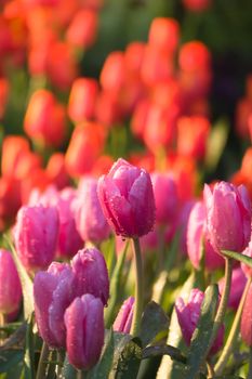 Tulip. Beautiful bouquet of tulips. colorful tulips. tulips in spring,colourful tulip