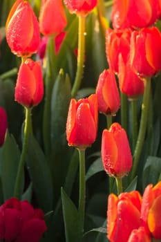 Tulip. Beautiful bouquet of tulips. colorful tulips. tulips in spring,colourful tulip