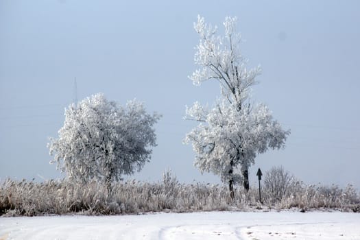 Frosted trees and plants along the way. 